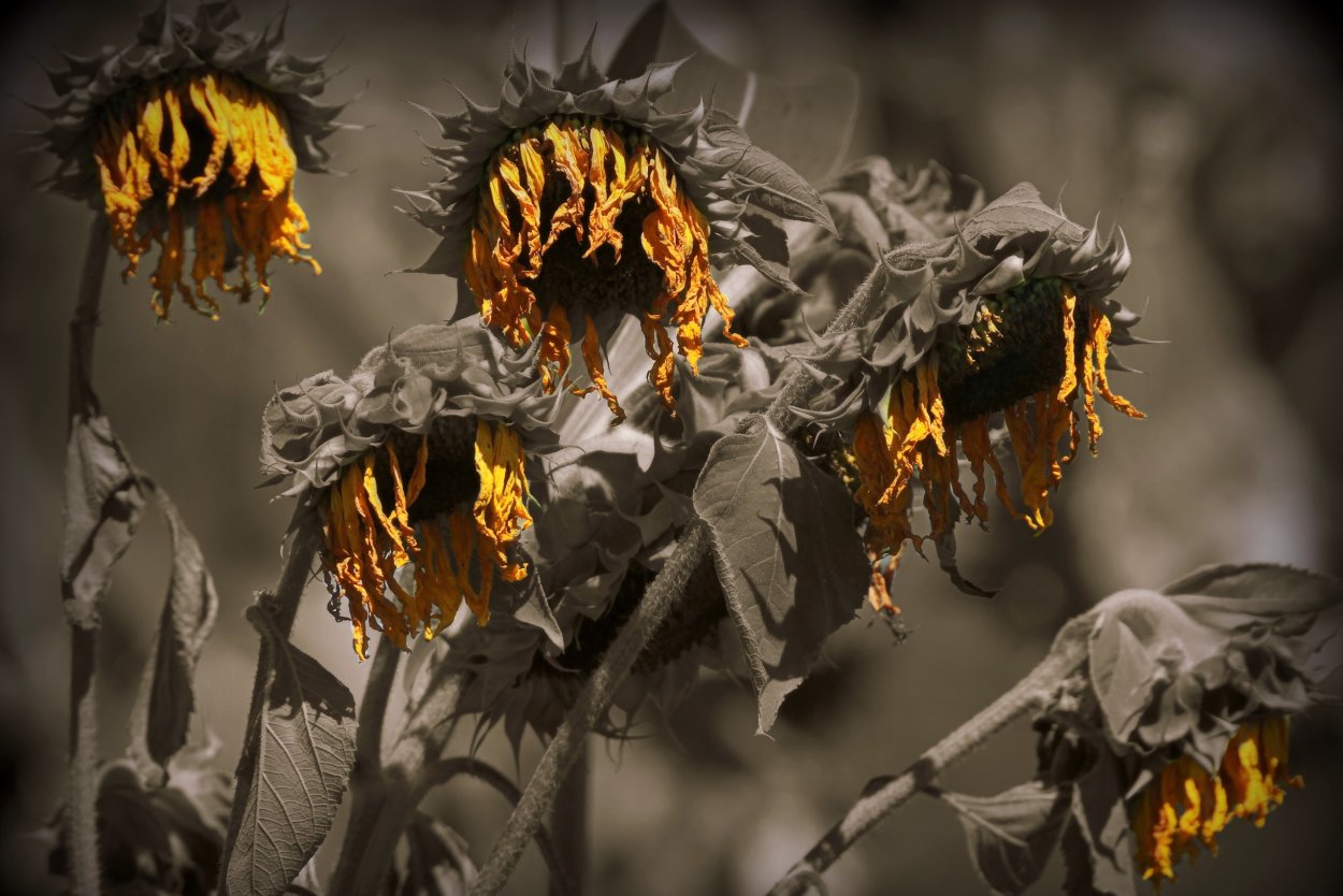 Засохшие цветы