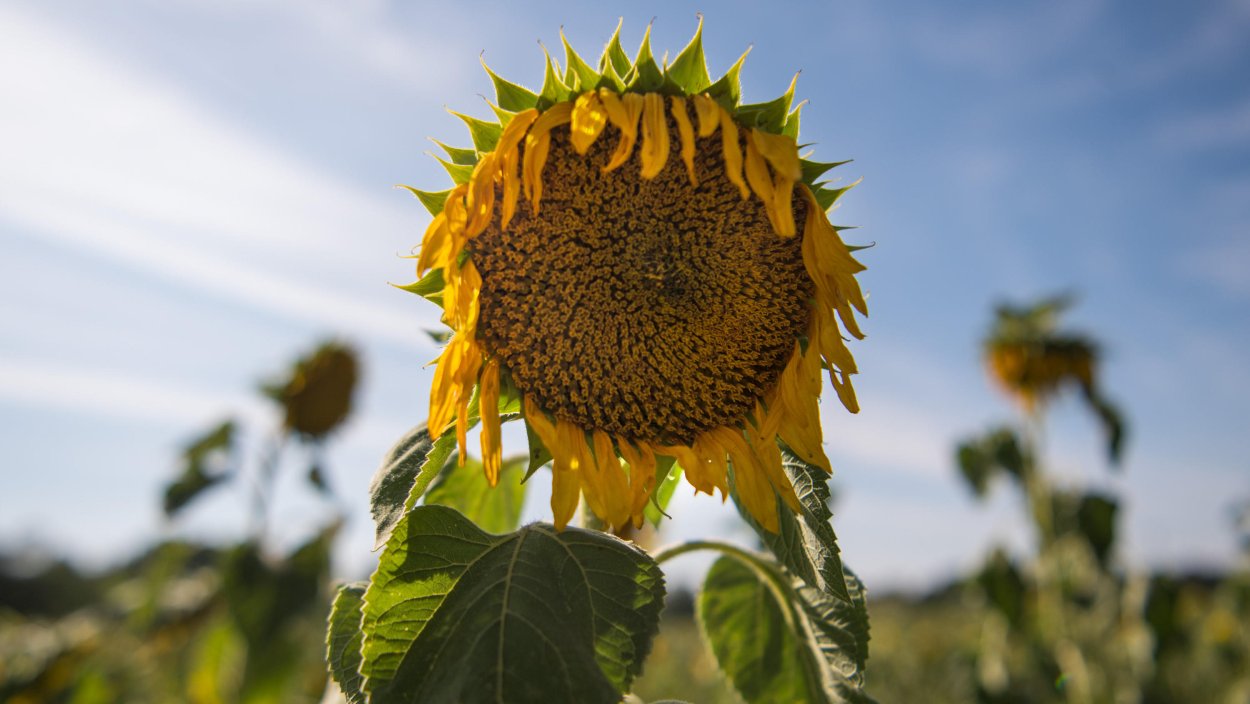 Подсолнух высохший
