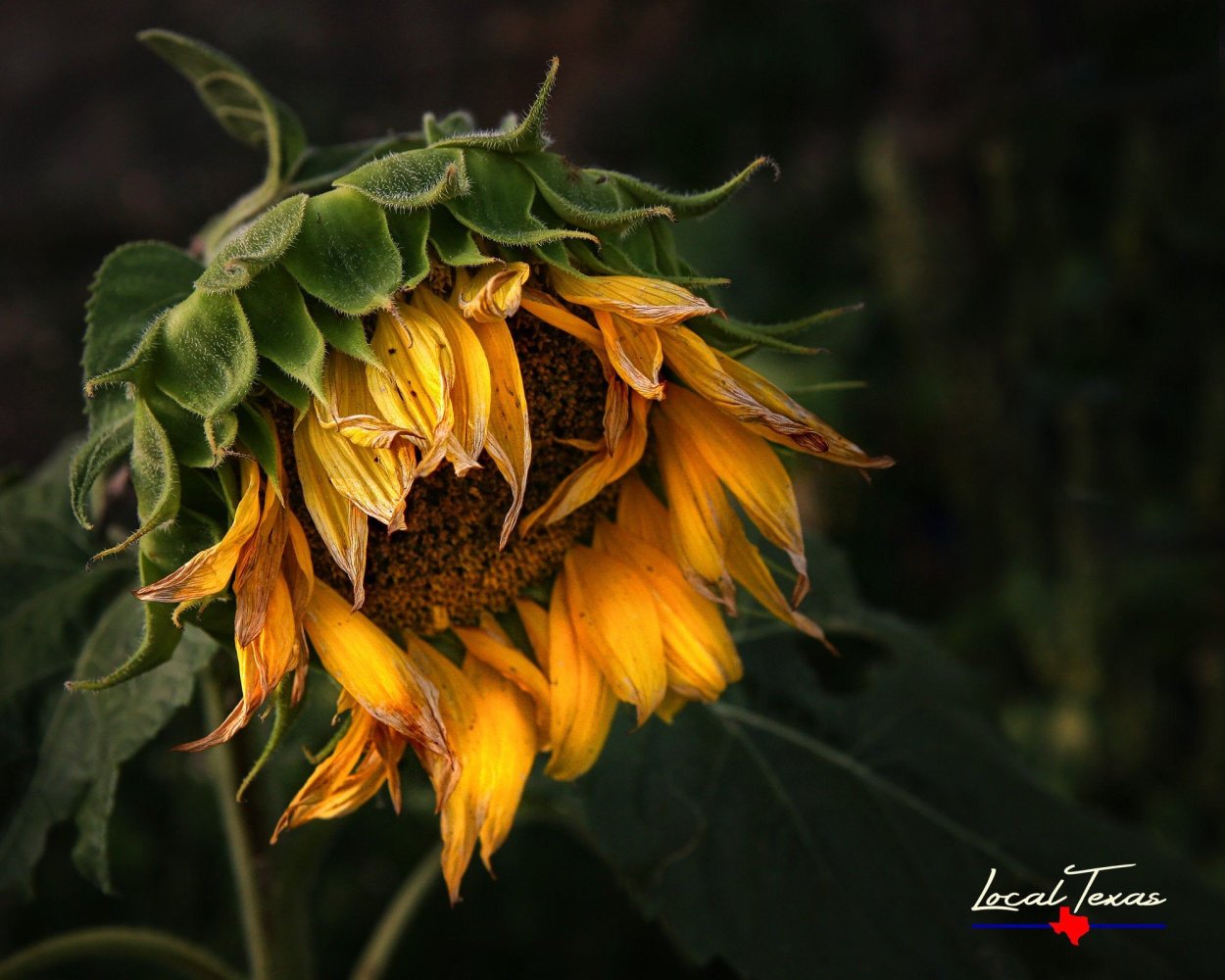 Увядшие Подсолнухи