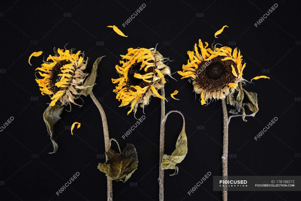 Увядшие Подсолнухи