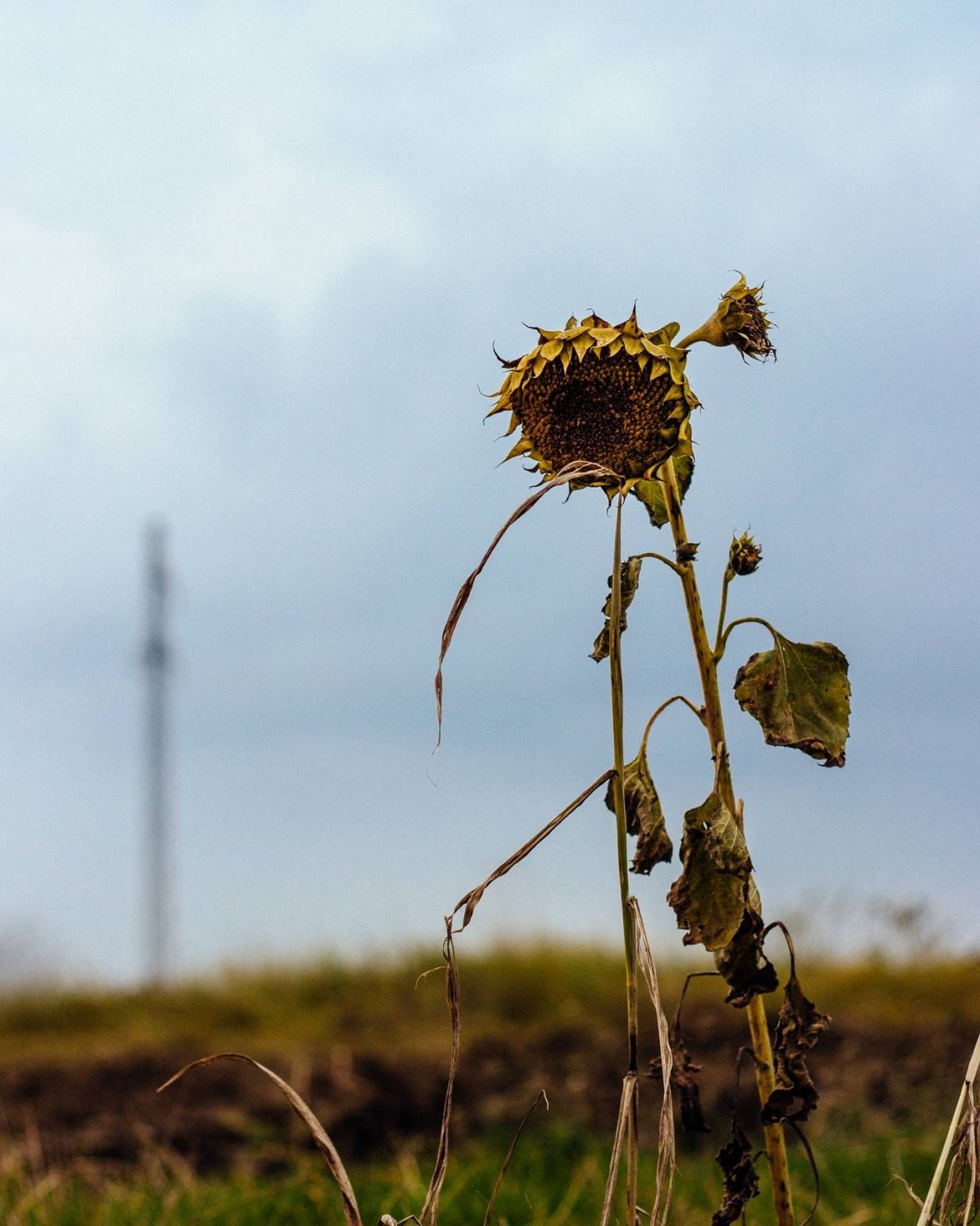Сухой подсолнух