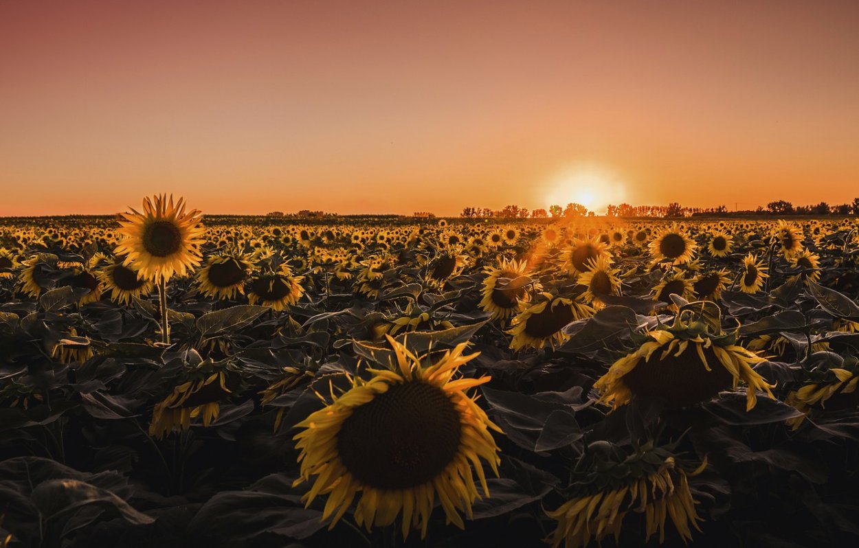 Поле с подсолнухами