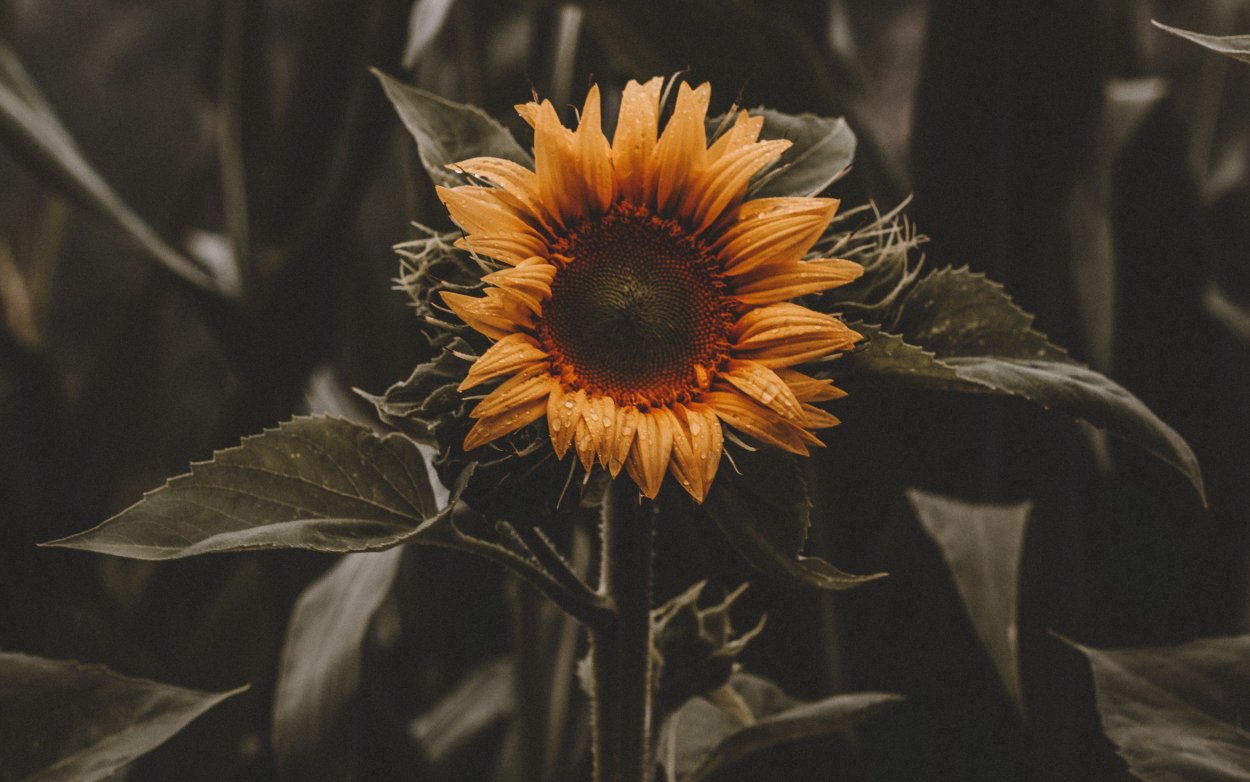 Подсолнухи Эстетика