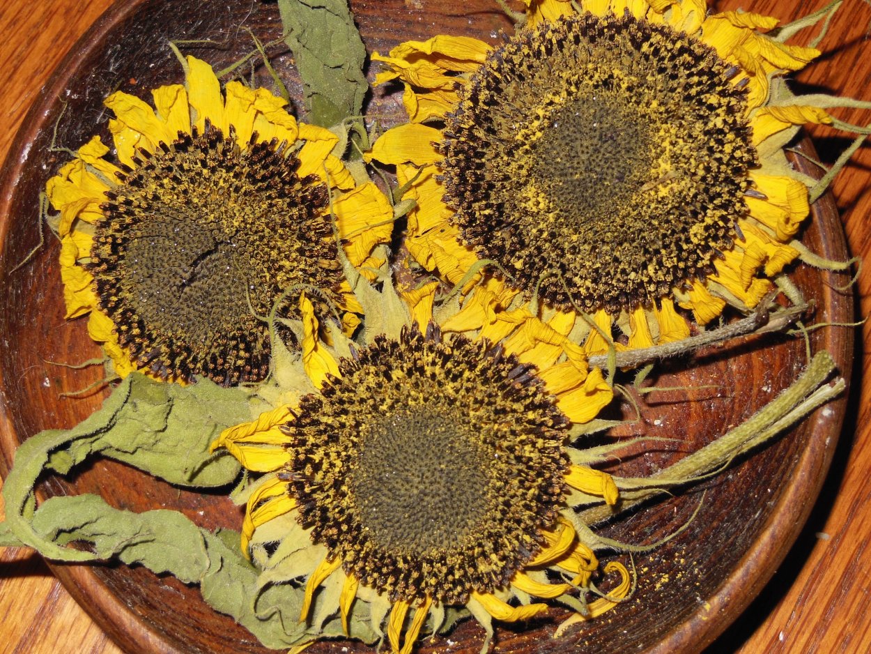 Сушеный подсолнечник
