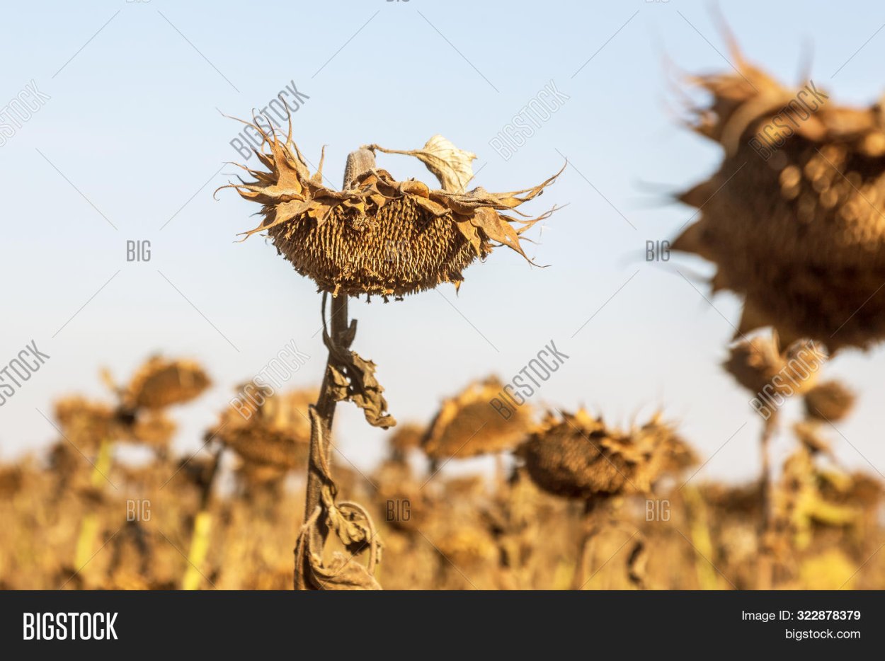 Подсолнух готовый к уборке