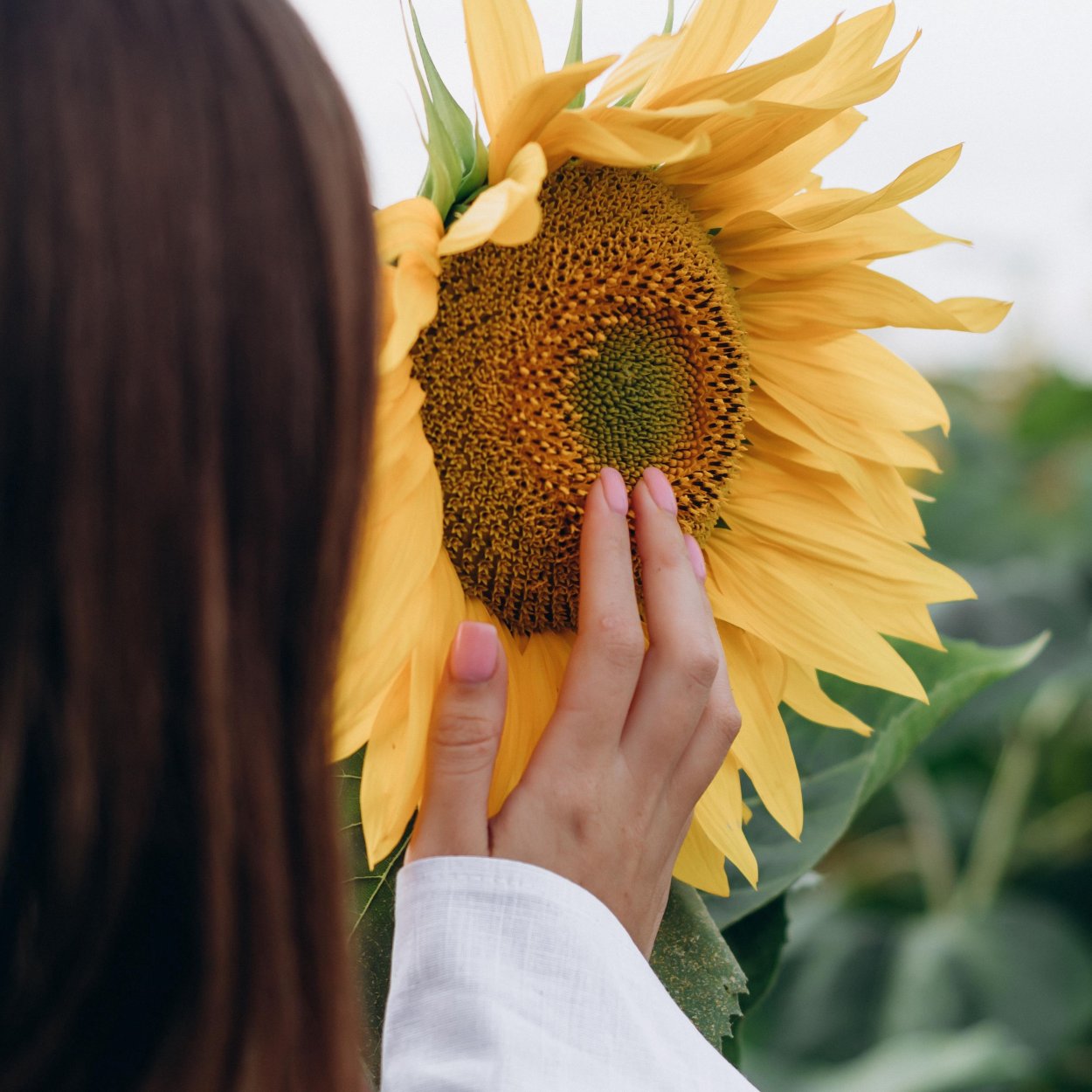 Подсолнух в руке