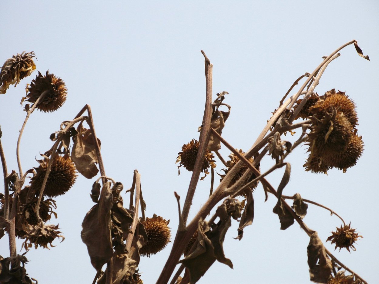 Засохший подсолнух