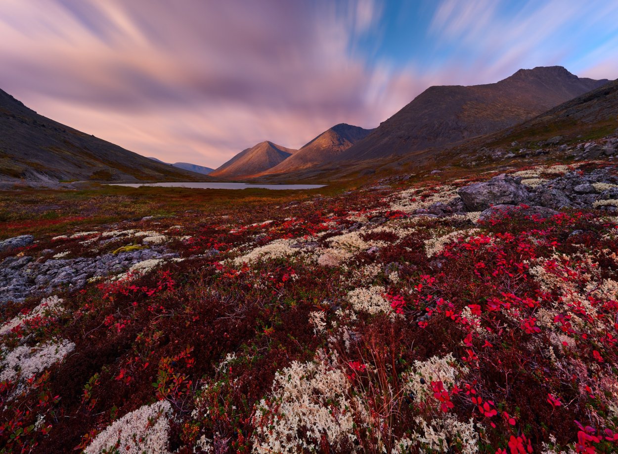 Тингвеллир Исландия деревья