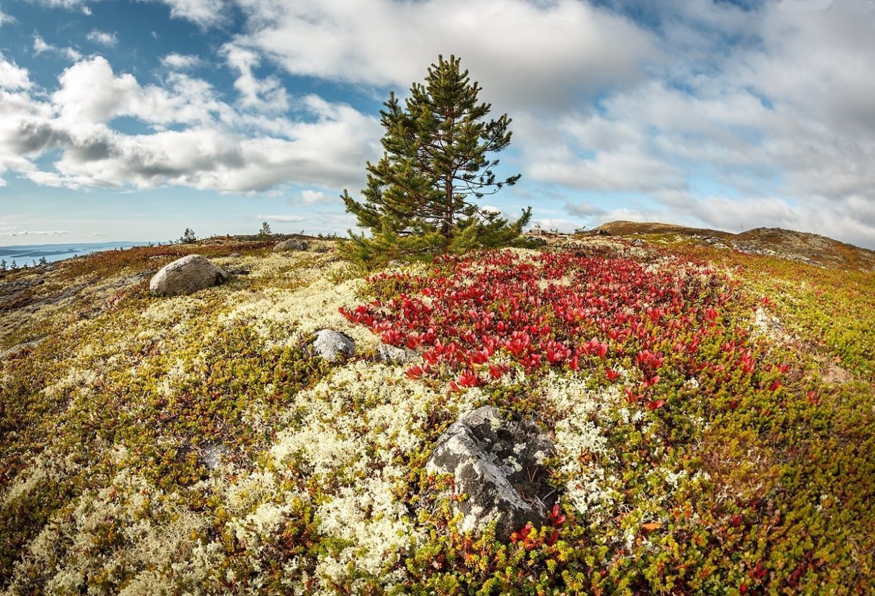 Тундра Кольского полуострова