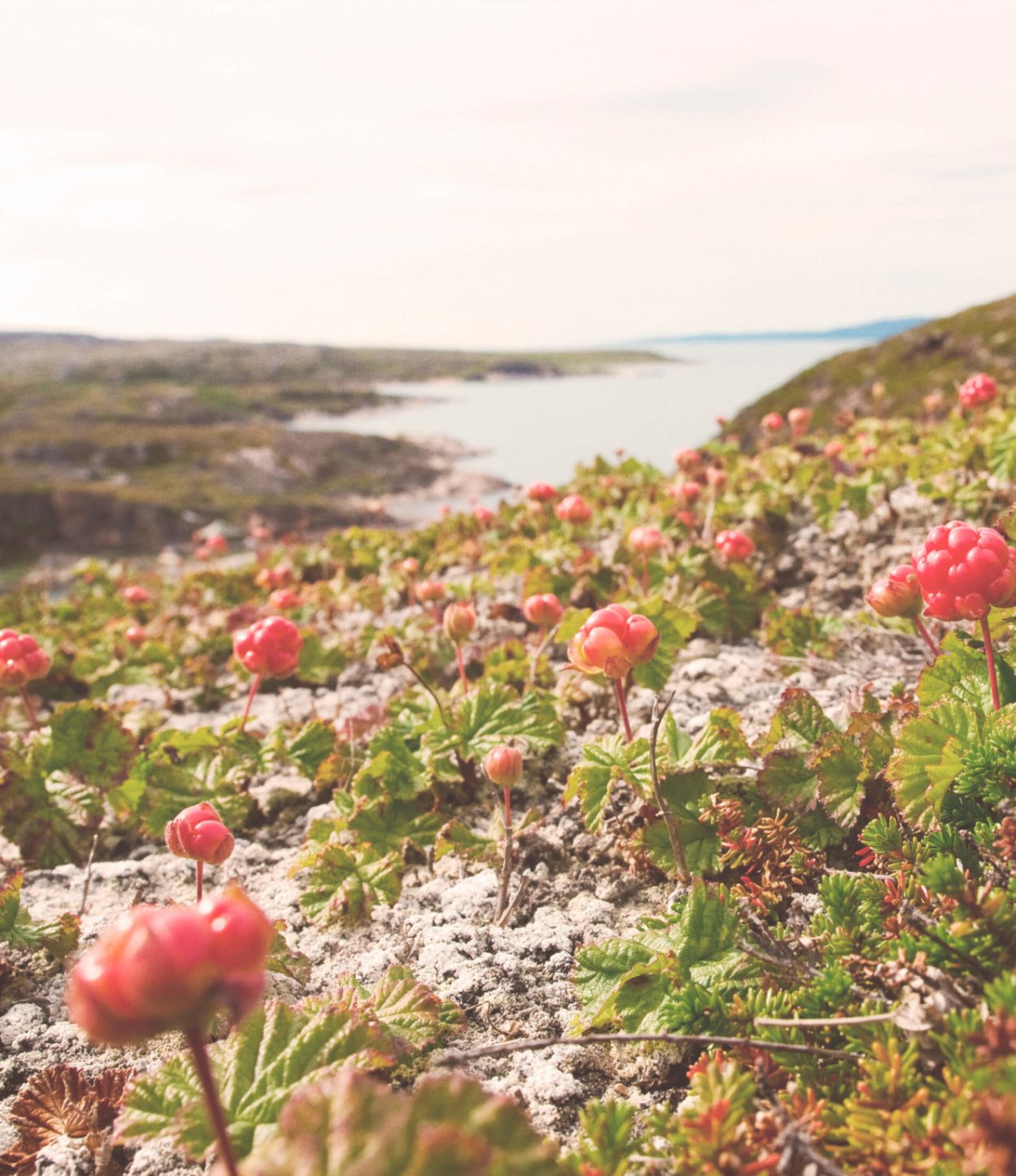 Субальпийские Луга Камчатки
