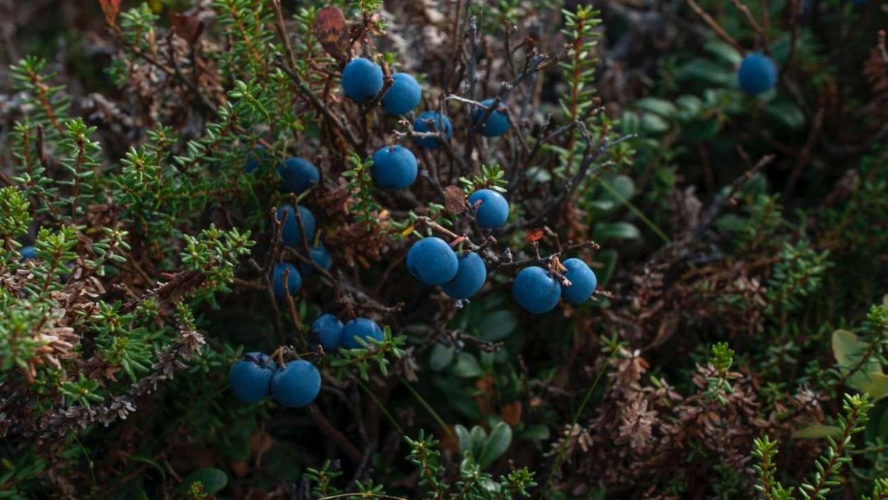 Розовая родиола в Кандалакшском заповеднике