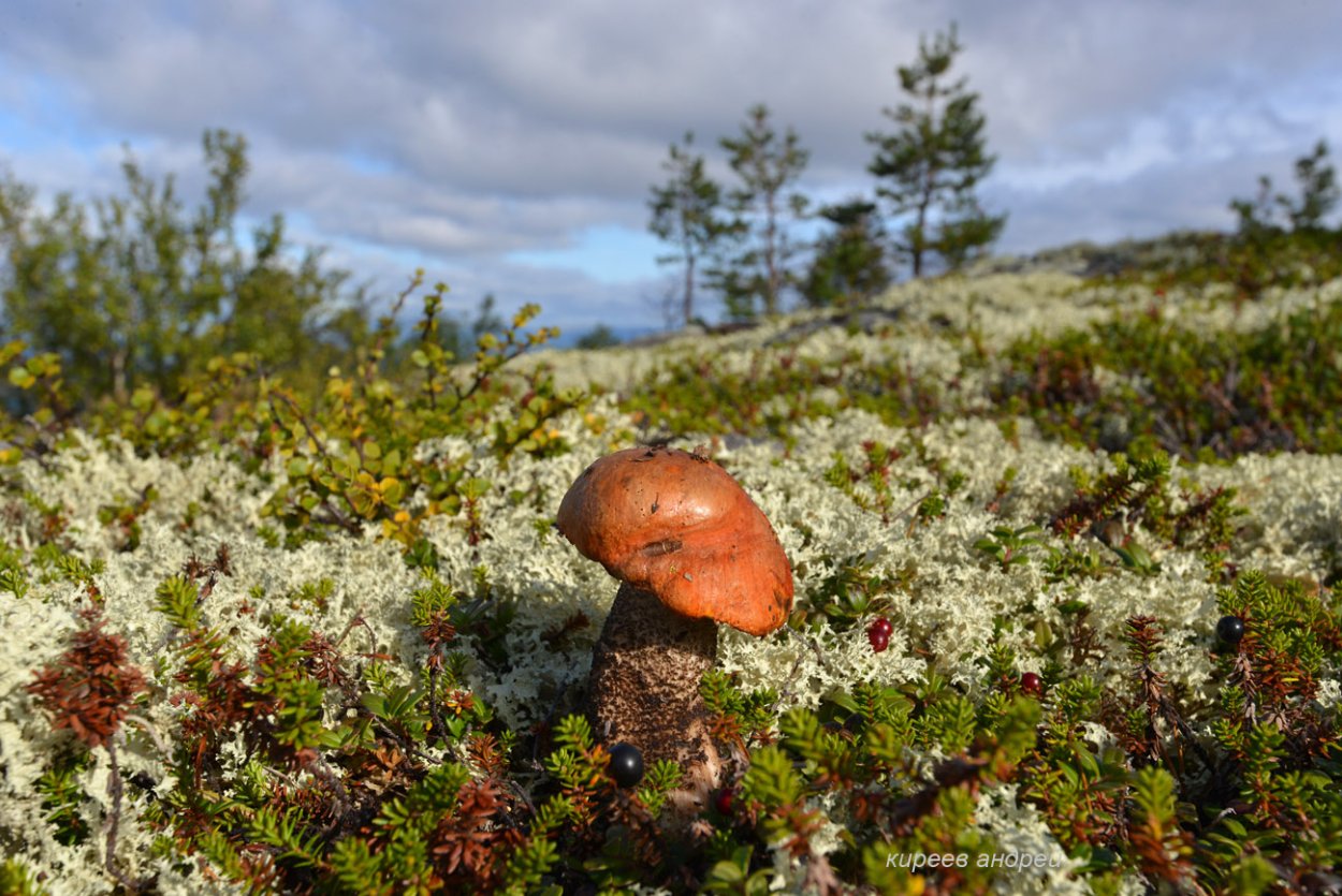 Путоранский заповедник Флора