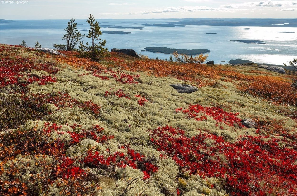 Тундра Кольского полуострова