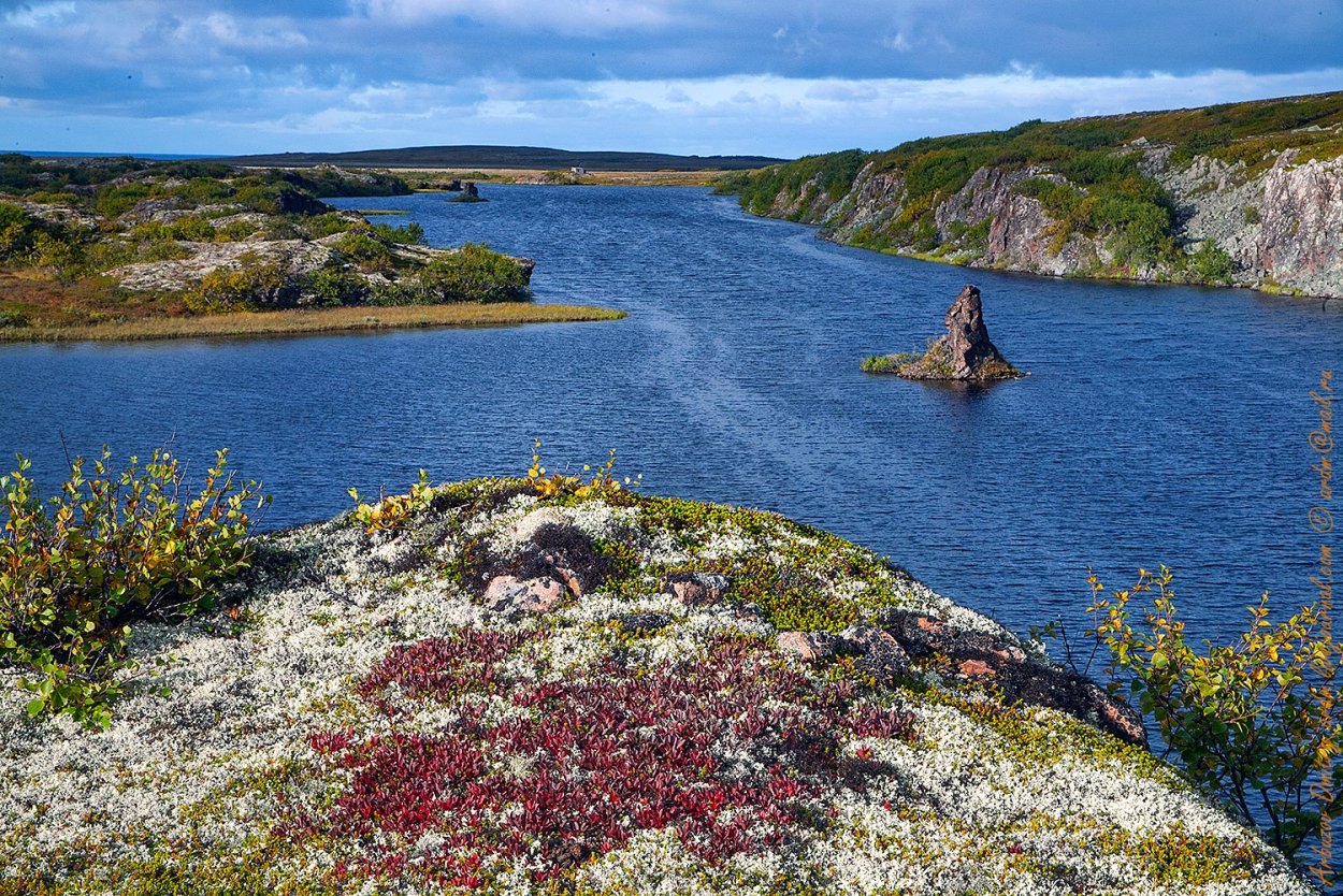 Мохово-лишайниковая тундра