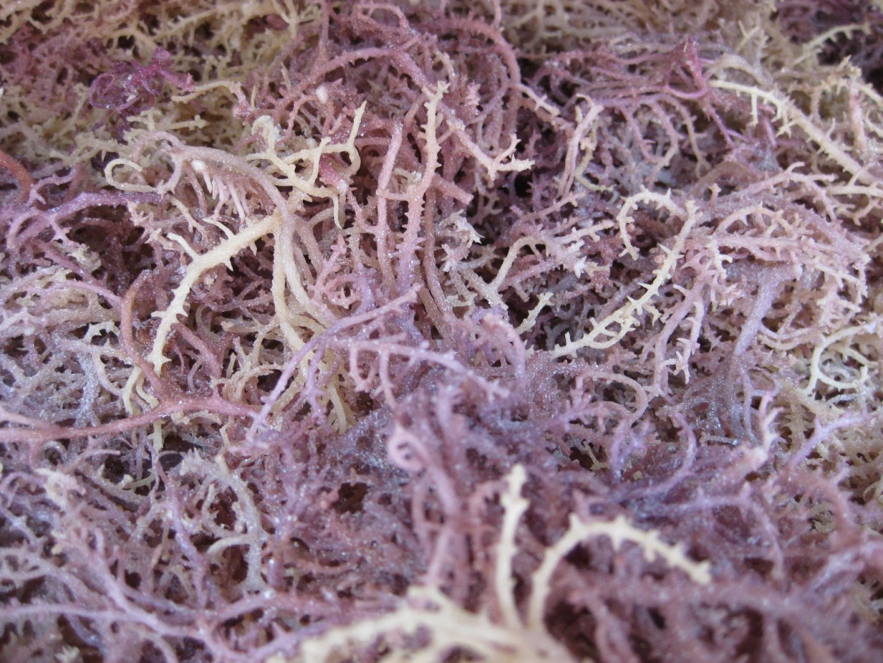 Грациллярия водоросль