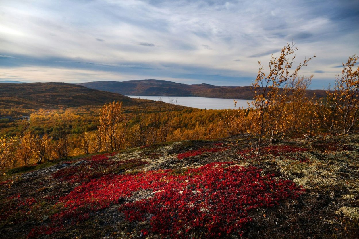 Тундра Мурманск