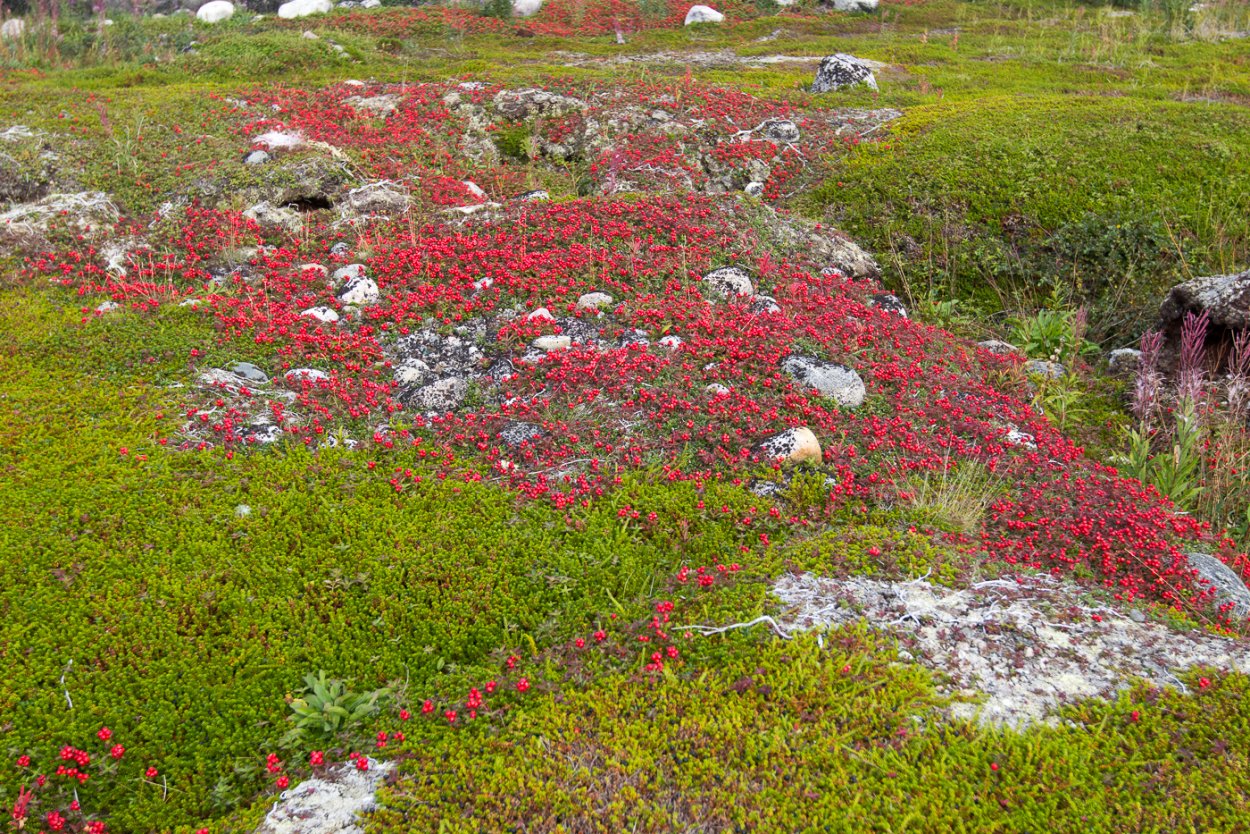 Морошка Кольский полуостров