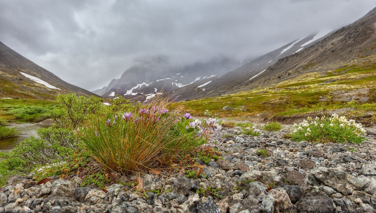Морошка ягода в тундре