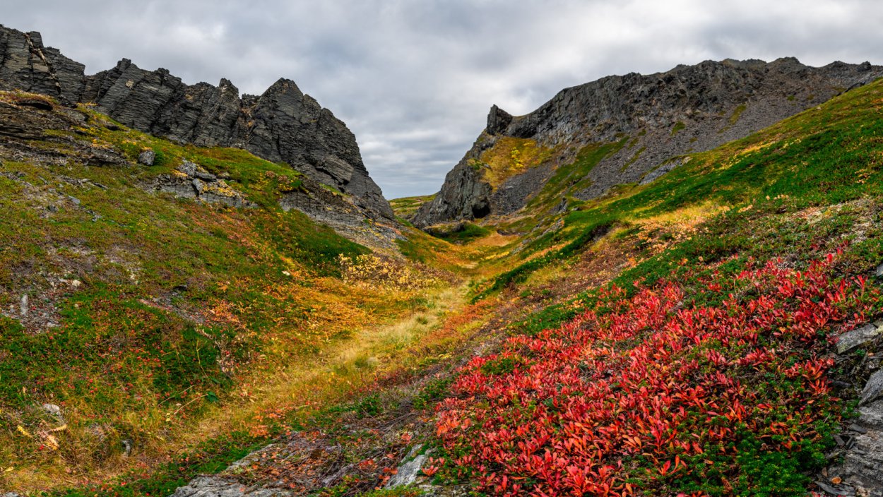 Цветущая тундра Кольский полуостров