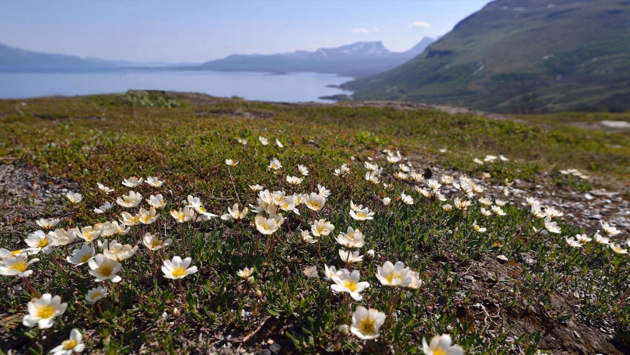 Морошка Кольский полуостров