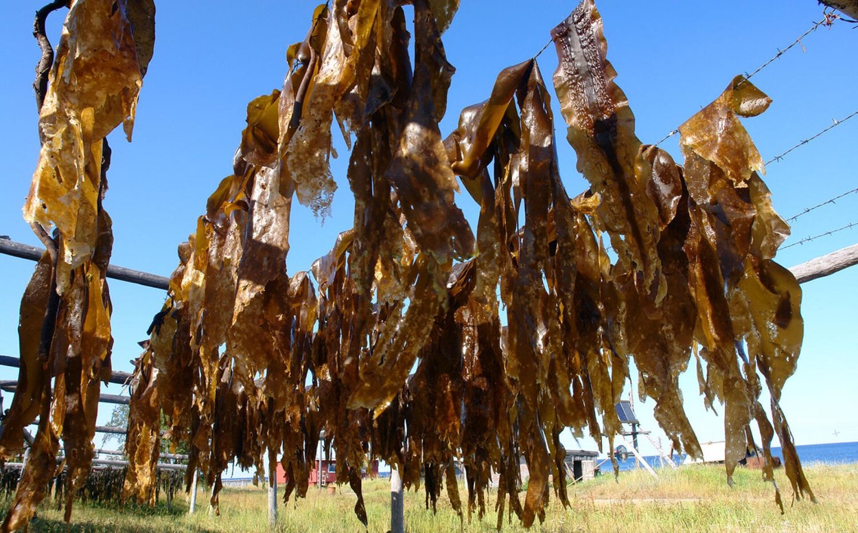 Бурые водоросли вакамэ
