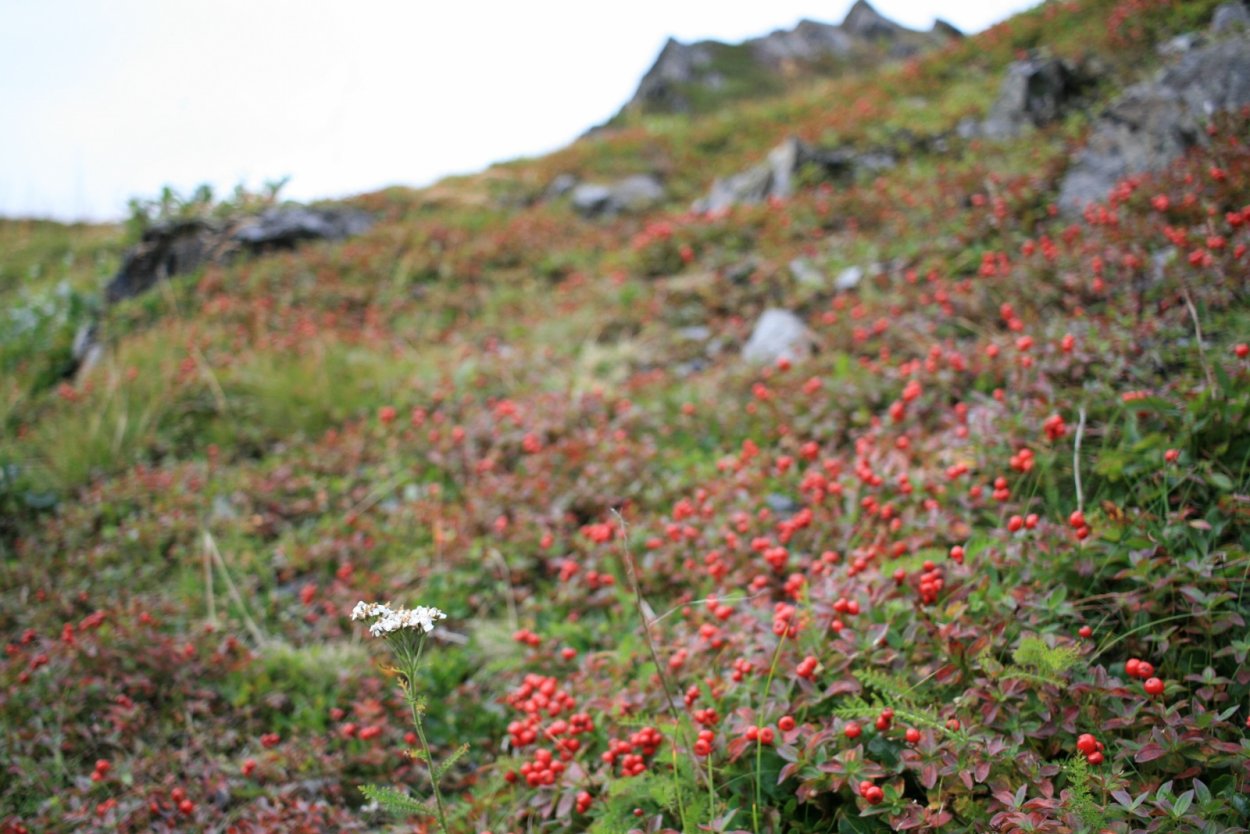 Вороника брусника Кольского полуострова