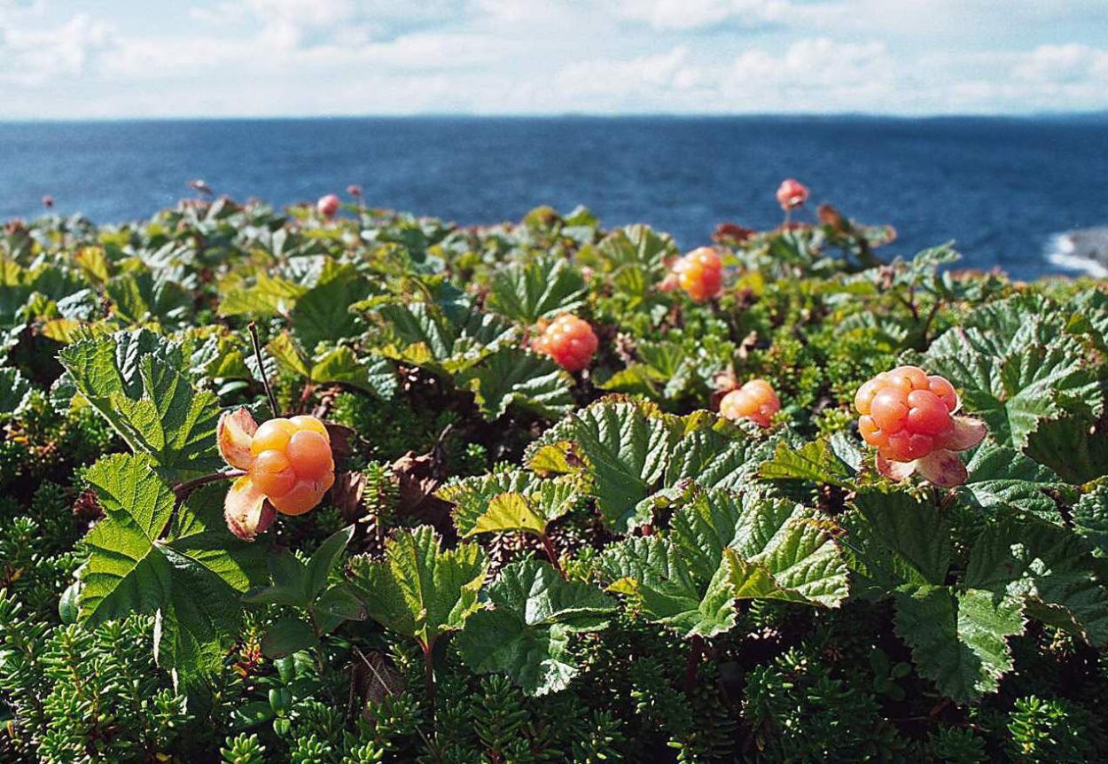 Арктическая Морошка