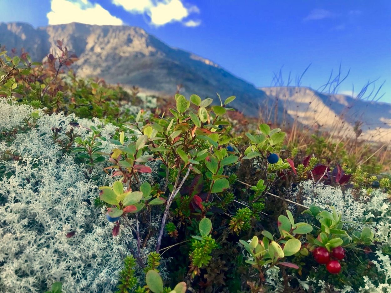 Цветы севера Кольского полуострова