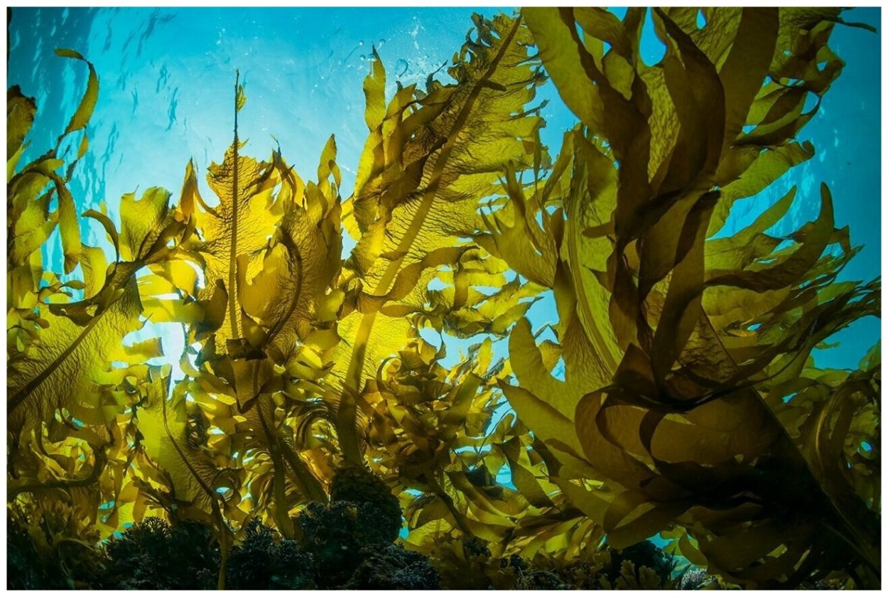 Водоросли нори Ким морская капуста