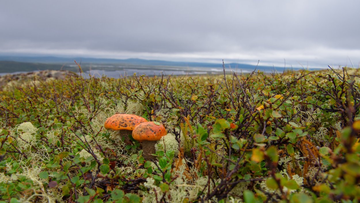 Природа Кольского полуострова