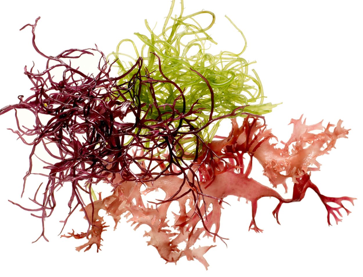 Морская капуста это водоросли нори