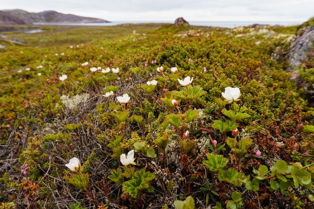 Вороника брусника Кольского полуострова