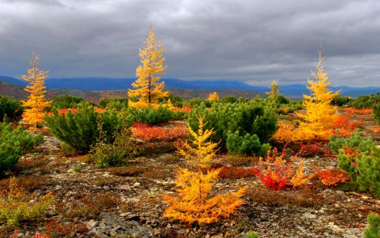 Остров Врангеля Флора