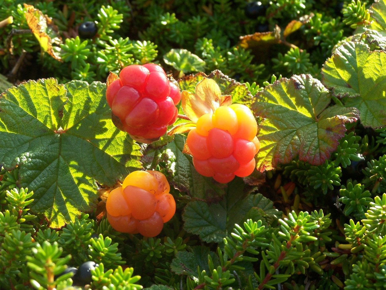 Грибы севера Мурманской области