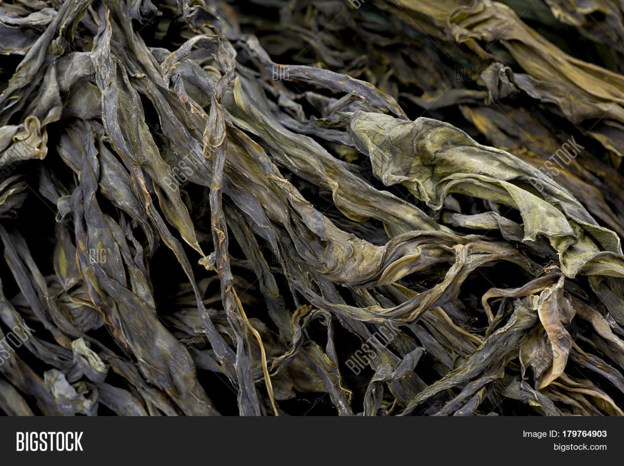 Высохшие водоросли