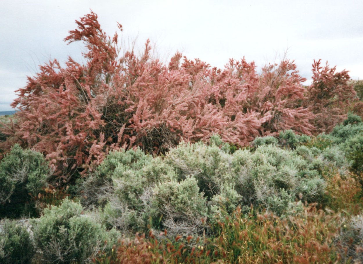 Тамарикс Гребенщик в пустыне