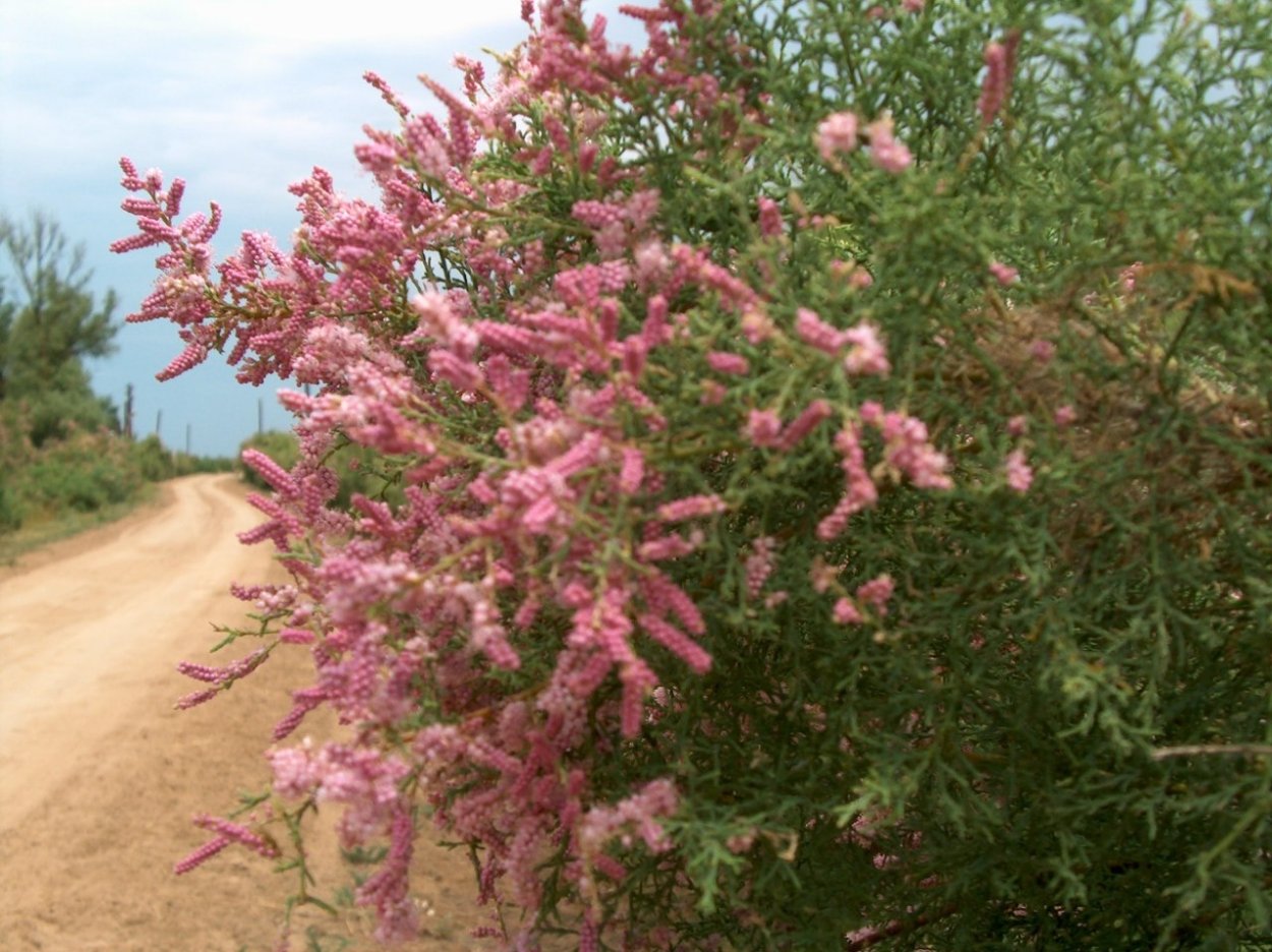 Halostachys belangeriana