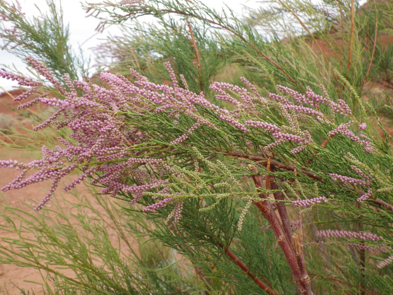 Тамарикс Степной