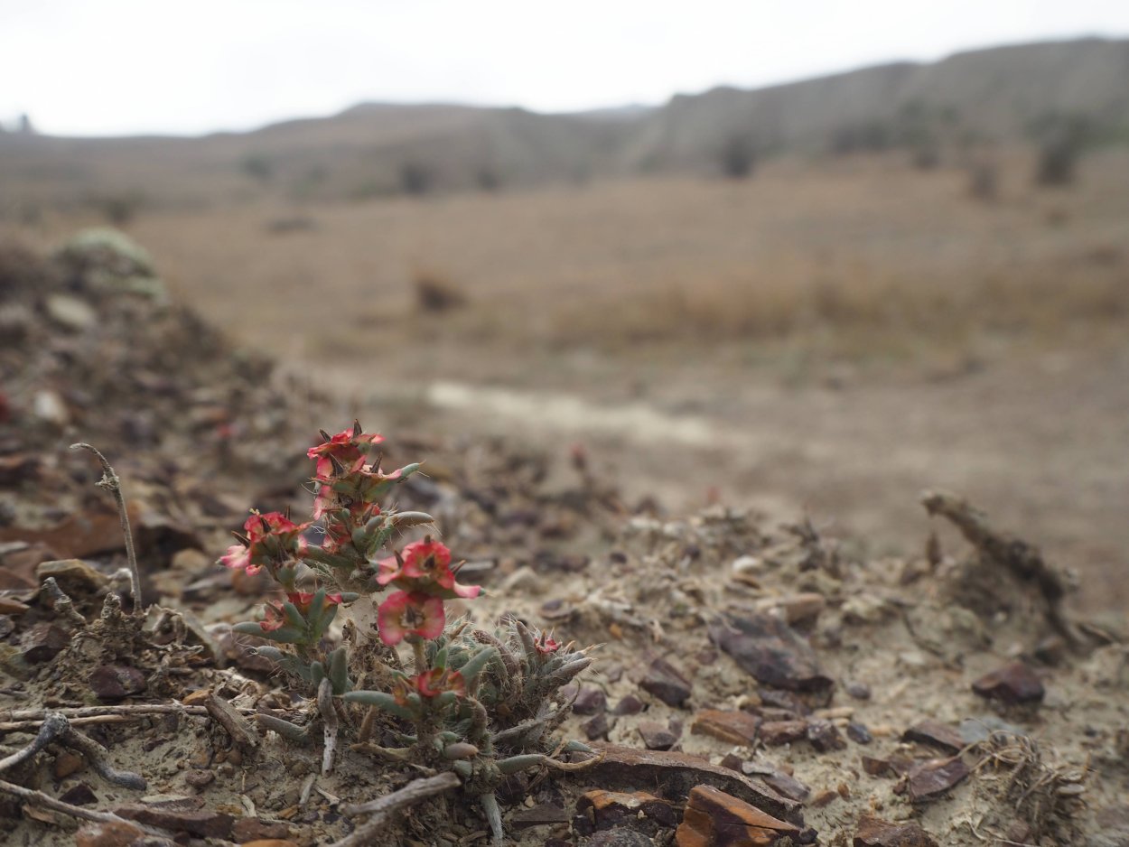 Climacoptera brachiata