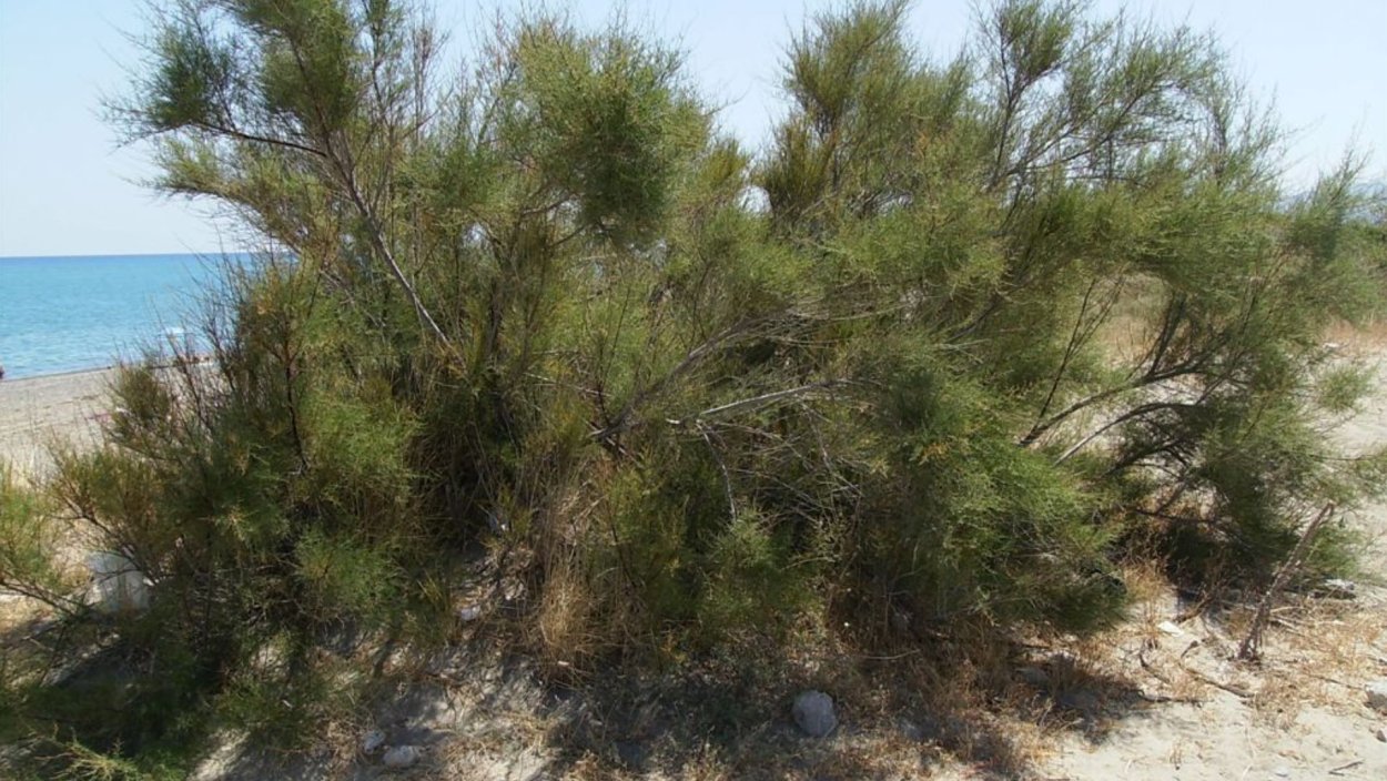 Тамарис растение пустыня