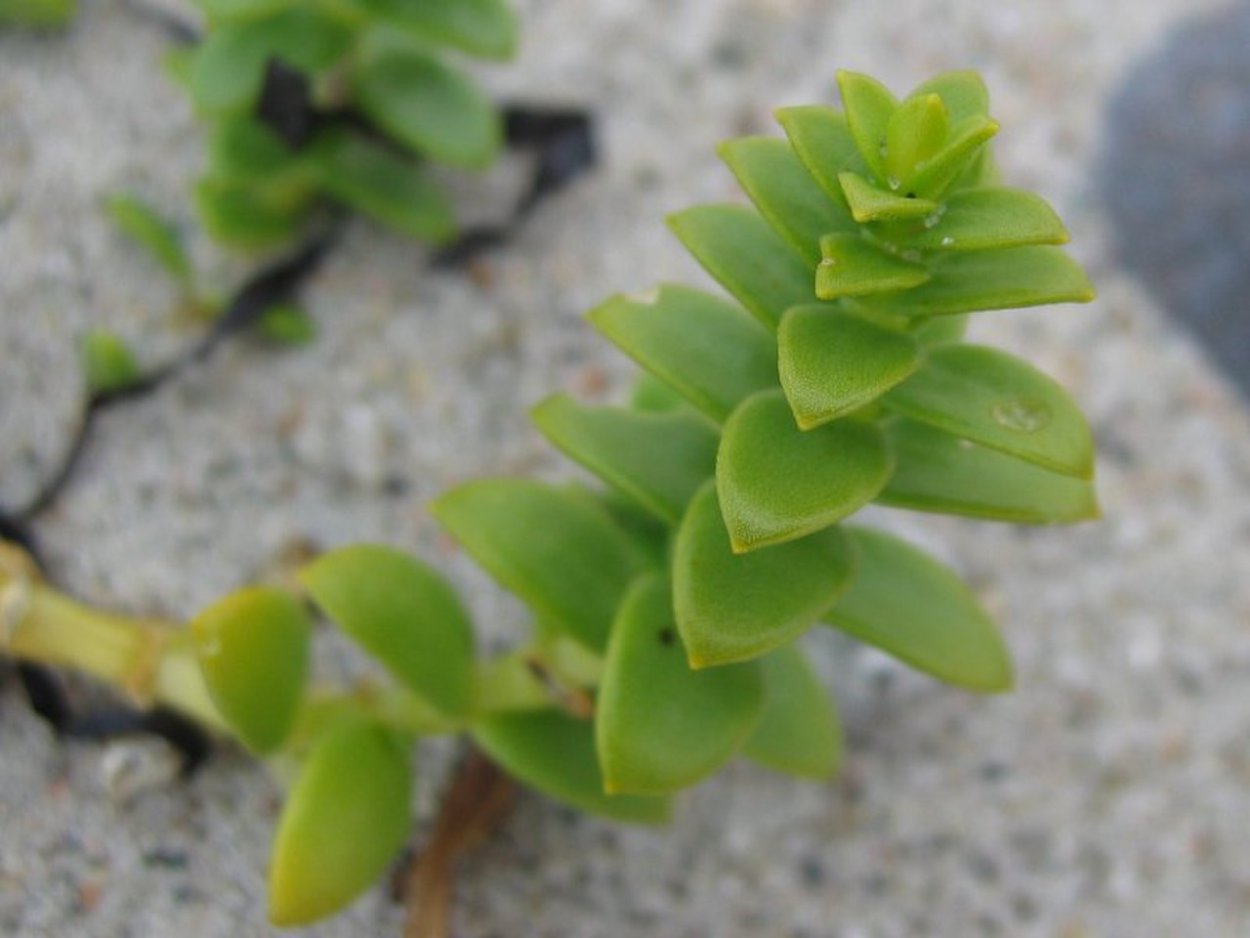 Сарсазан шишковатый (Halocnemum strobilaceum)