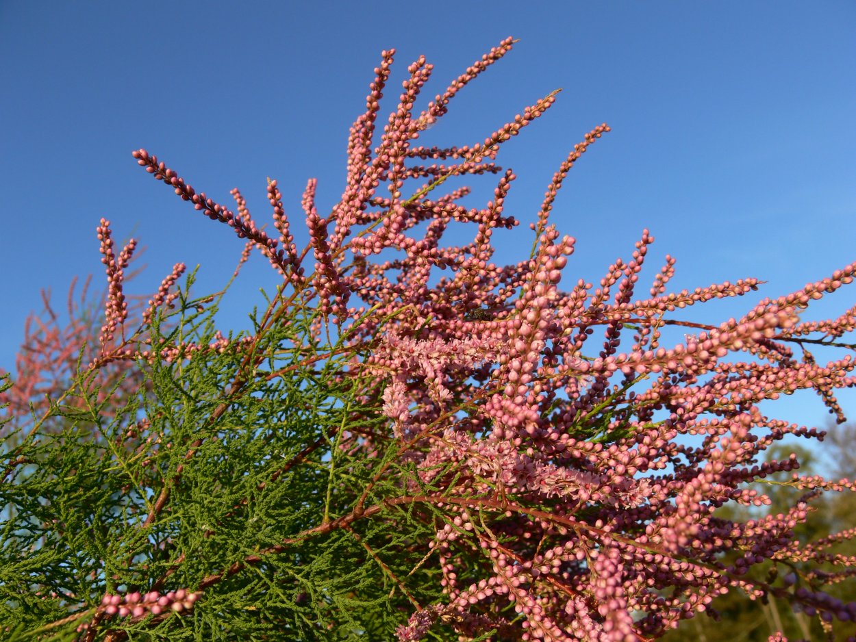 Тамарикс ветвистый rubra