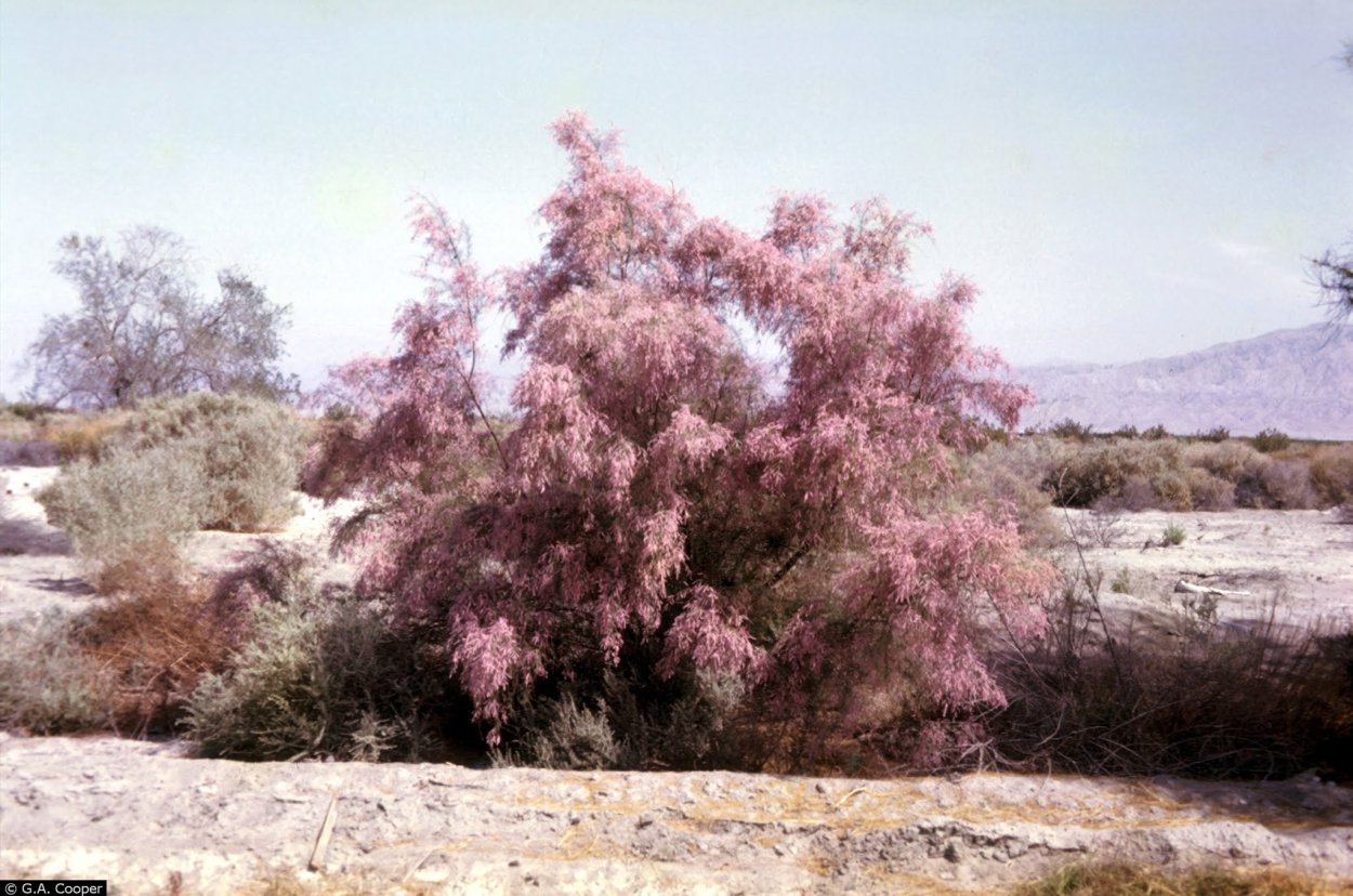 Тамариск в Египте