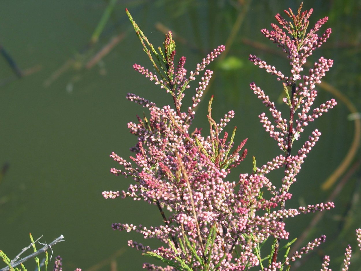 Тамарикс четырехтычинковый Африкана