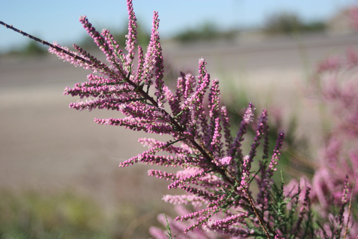 Тамарикс Гребенщик