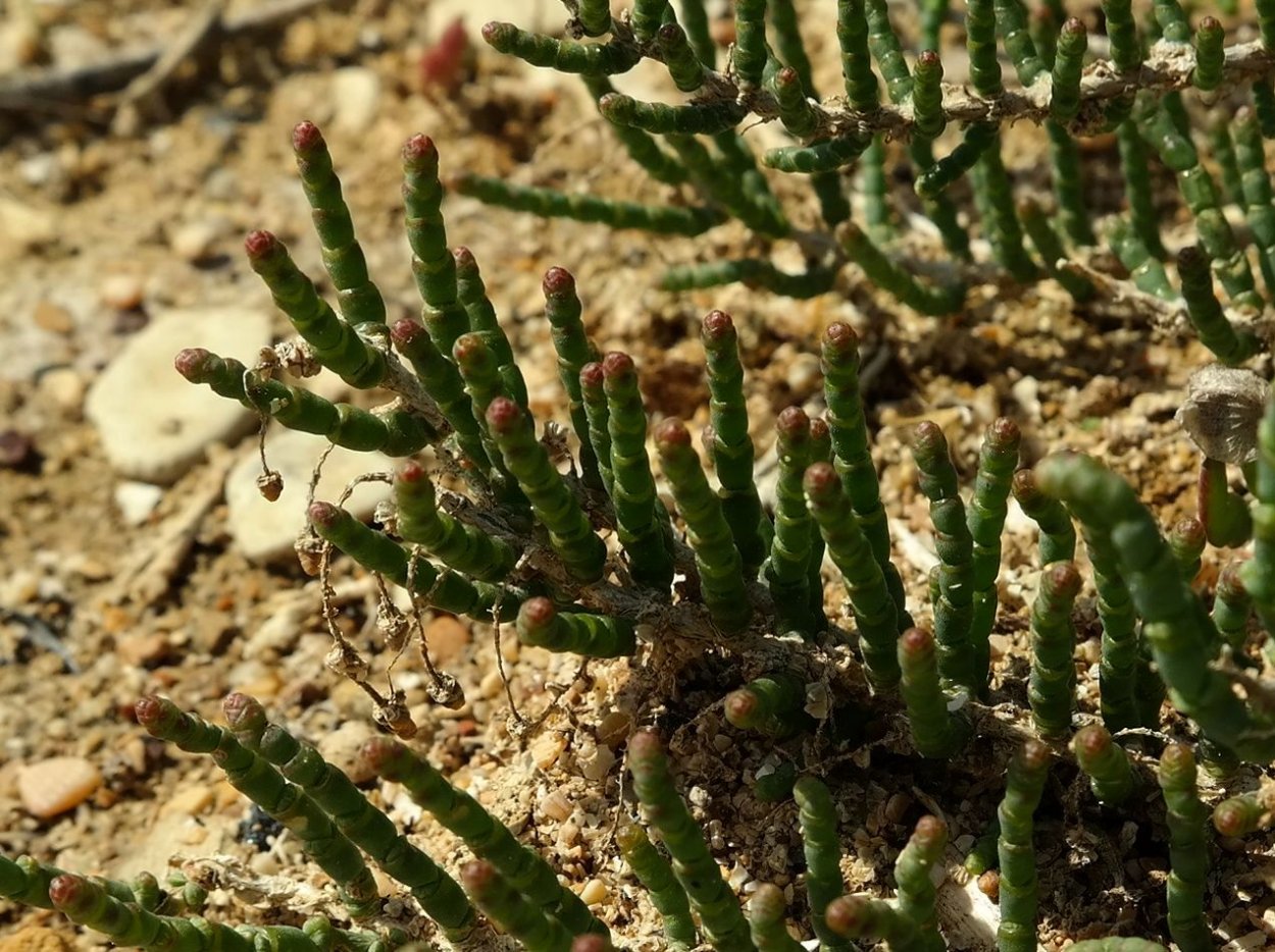 Сарсазан шишковатый