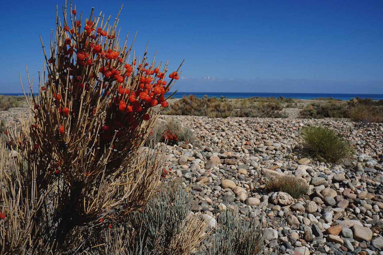 Тамарикс Гребенщик