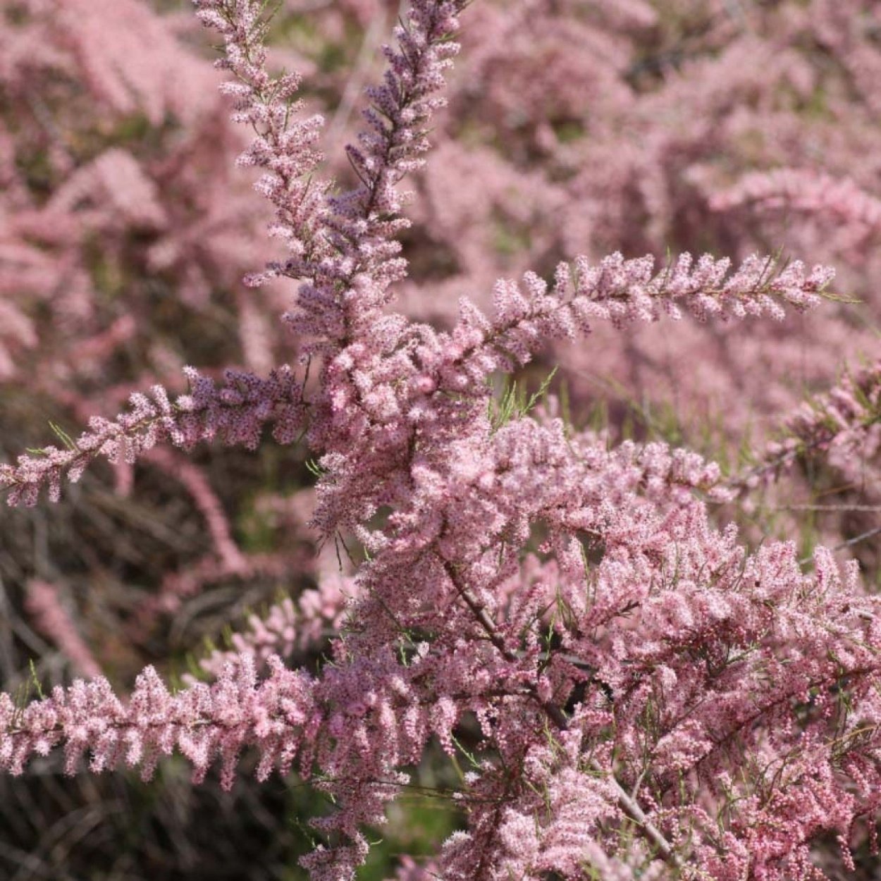 Солерос солончаковый