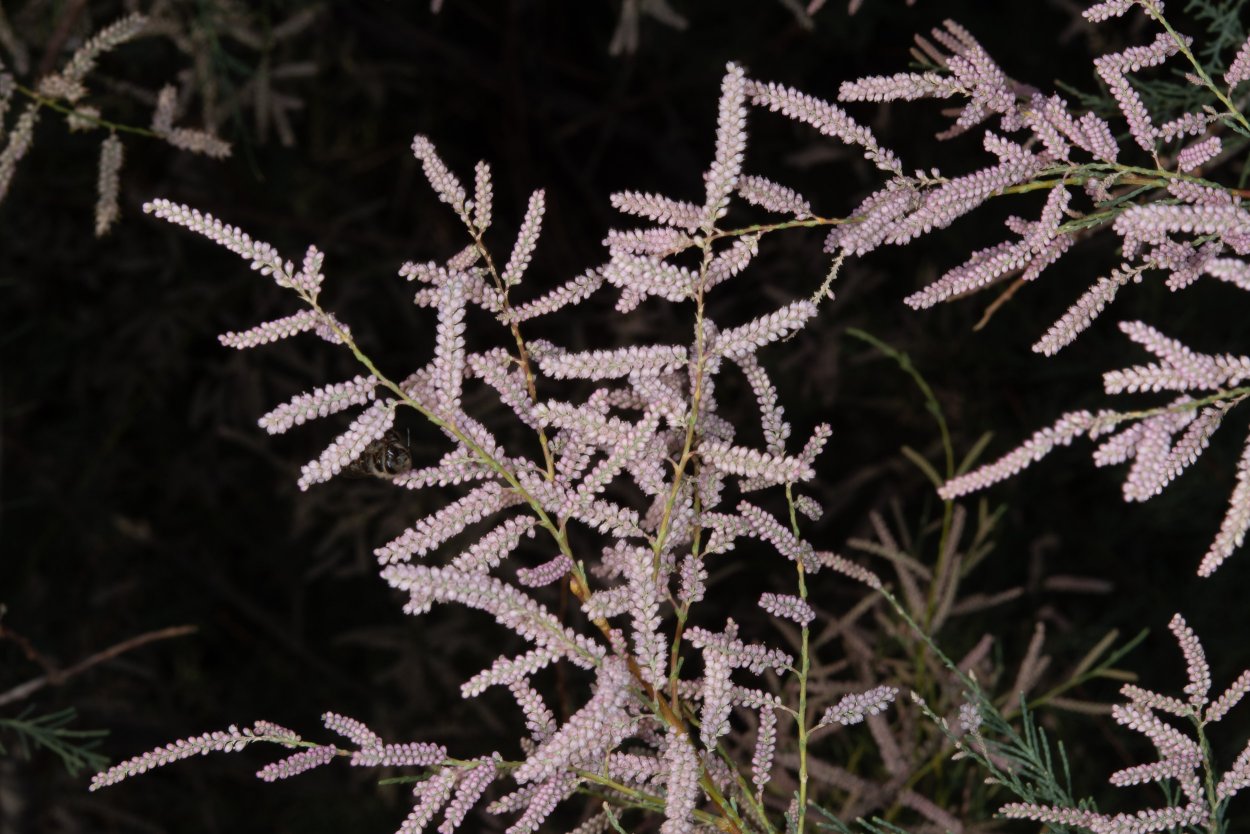 Тамарикс Гребенщик