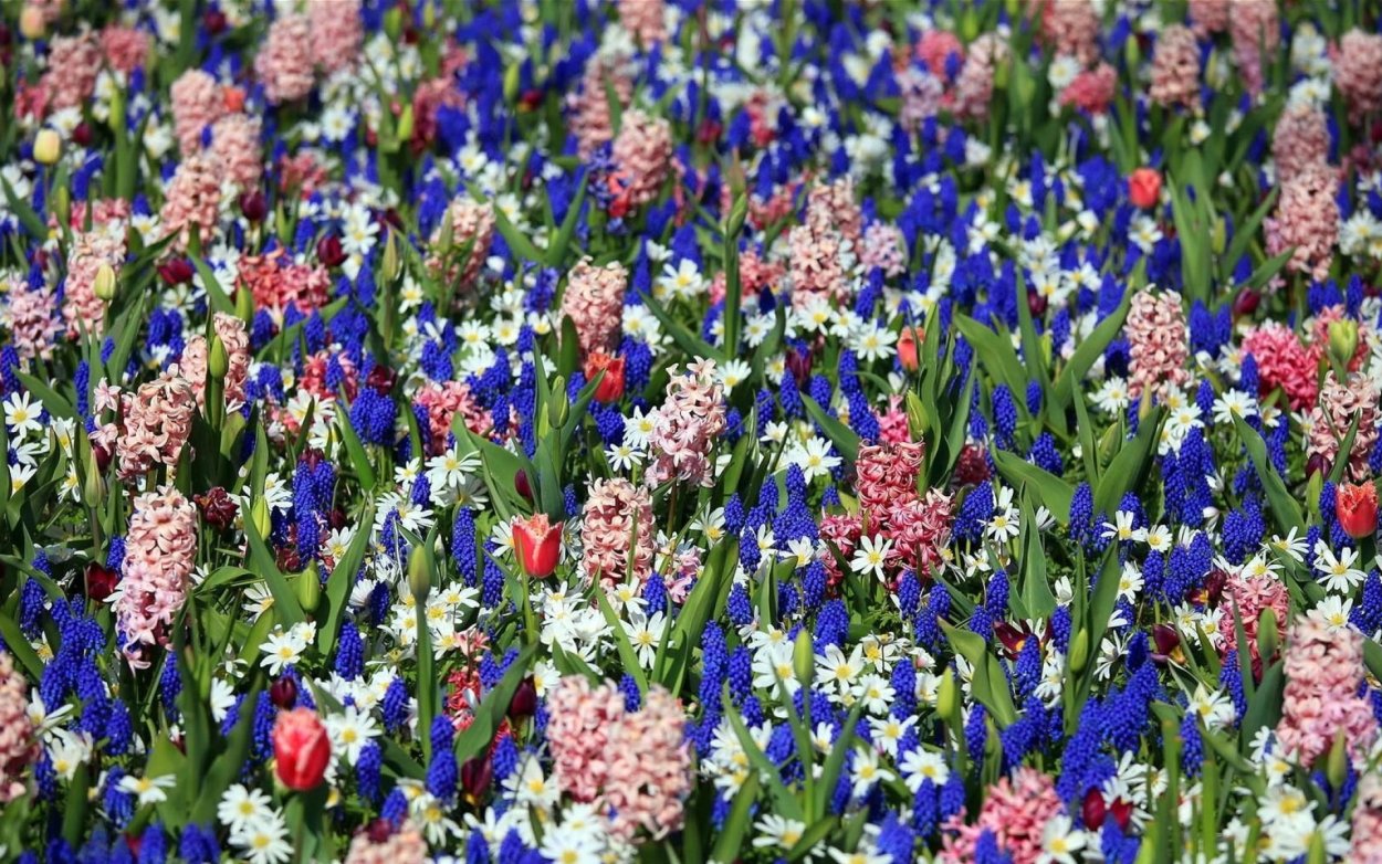 Гиацинты однолетники